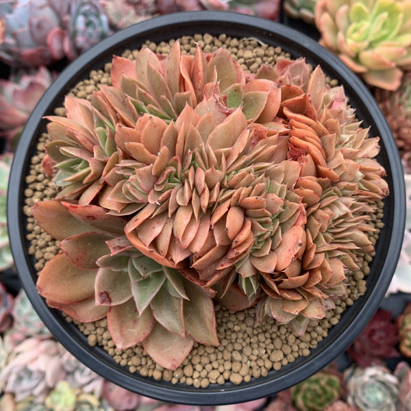 Echeveria 'Jin Cheol Hong' Crested 5" Large Succulent Plant