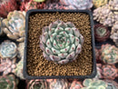 Echeveria 'Jackal' 2" Succulent Plant