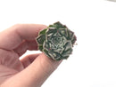 Echeveria 'Hearts Choice' 1" Small Succulent Plant