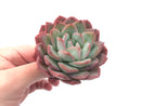 Echeveria ‘Paul Shay’ 3” Rare Succulent Plant