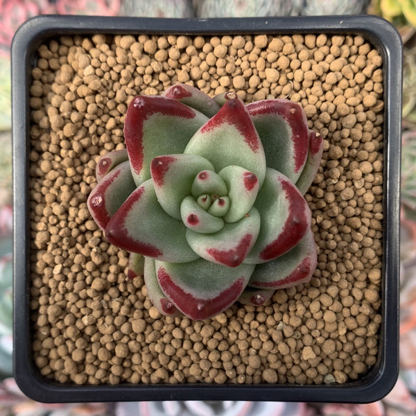 Echeveria Agavoides 'Aries' 2" Succulent Plant