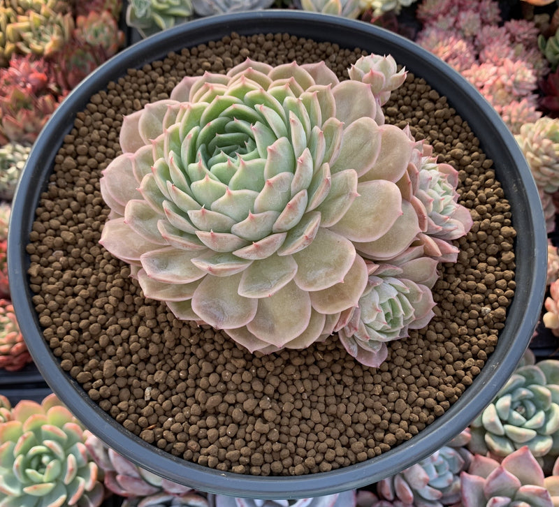 Echeveria 'Onslow' Extra Large Cluster 6"+ Succulent Plant