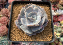 Echeveria 'Lilacina' Mutated 4" Powdery Succulent Plant