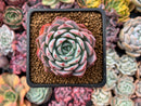 Echeveria 'Shirlyn' 2"-3" Succulent Plant