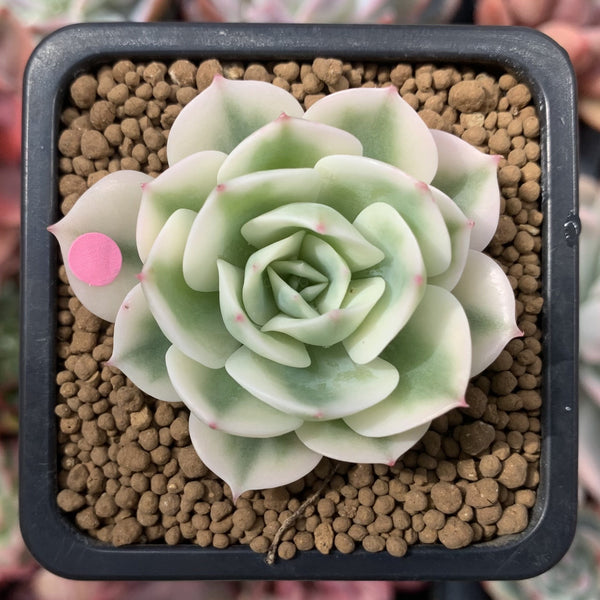 Echeveria 'Compton Carousel' Variegated 2" Small Succulent Plant