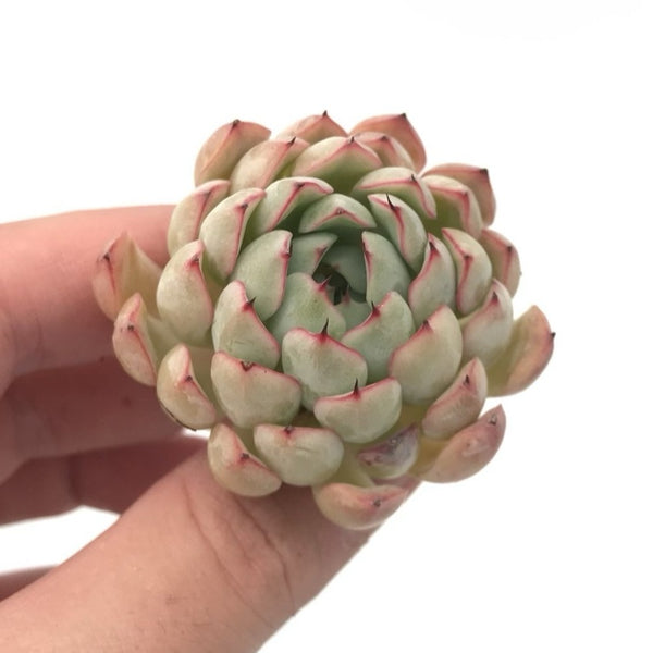 Echeveria sp. 1" Rare Succulent Plant