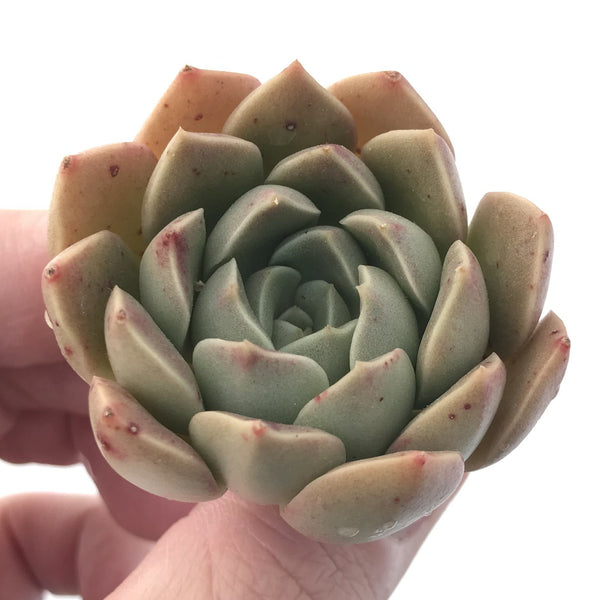 Echeveria 'Moralbi' New Hybrid 1"-2" Succulent Plant