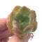 Echeveria 'Star Mark' 1" Rare Succulent Plant