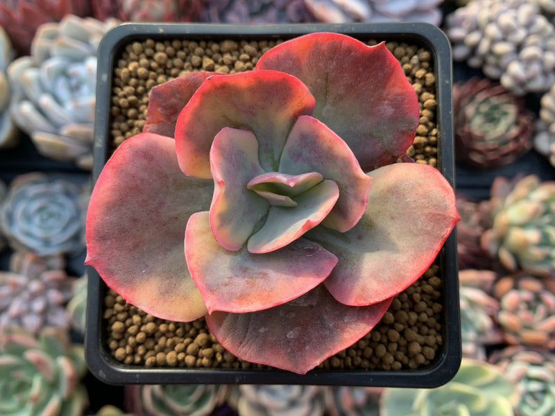 Echeveria 'Harry Butterfield' Variegated 3" Succulent Plant