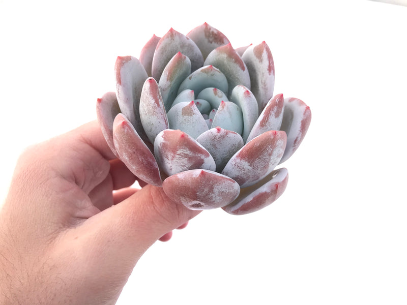 Echeveria 'Ivory' 4” Powdery Succulent Plant