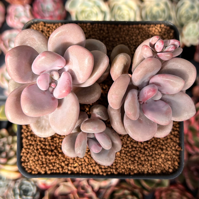 Graptopetalum 'Amethystinum’ 3” Cluster Succulent Plant