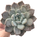 Pachyphytum cv 'Frevel' 4"-5" Powdery Succulent Plant