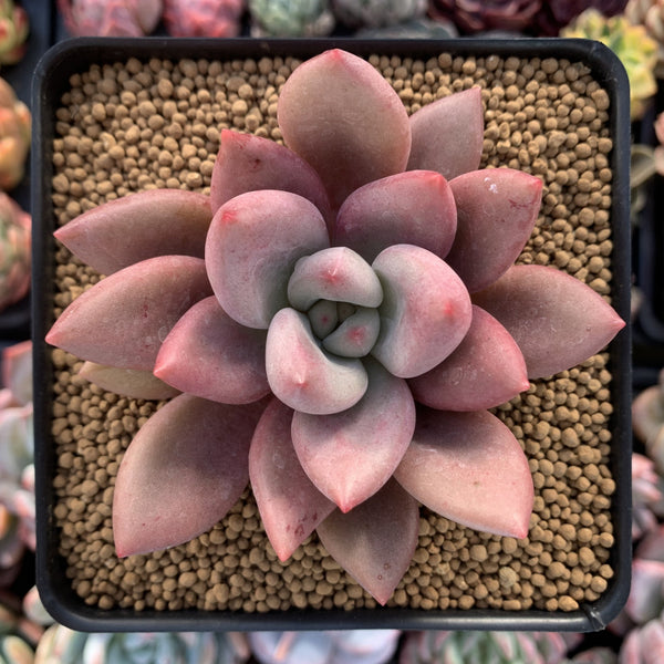 Graptoveria 'Ruby Donna' 2" Succulent Plant