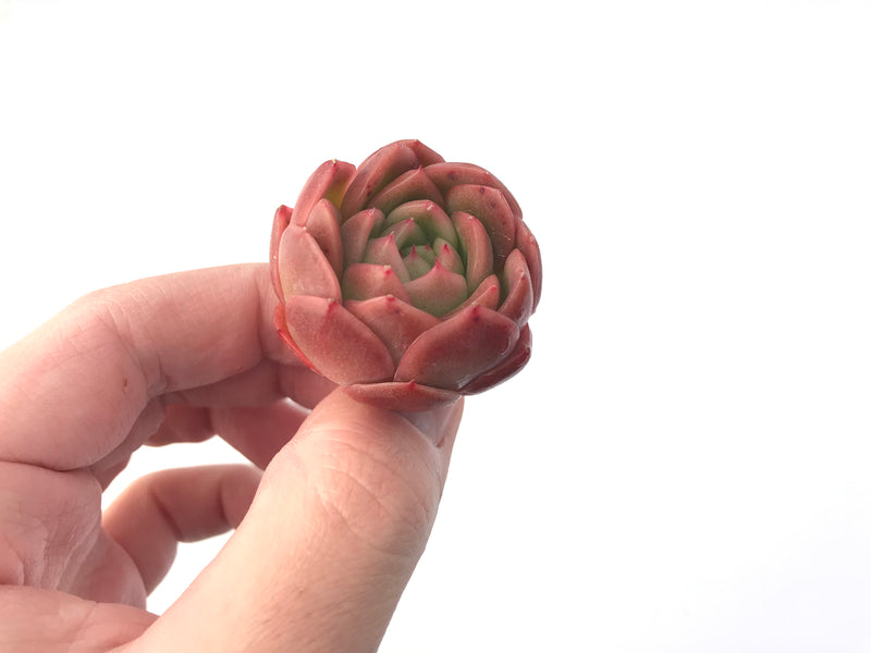 Echeveria Agavoides 'Timmo' 1" Succulent Plant