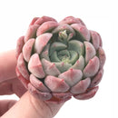 Echeveria Sp Small 2” Rare Succulent Plant