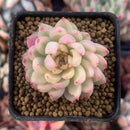 Echeveria 'Mebina' Variegated 1" Succulent Plant