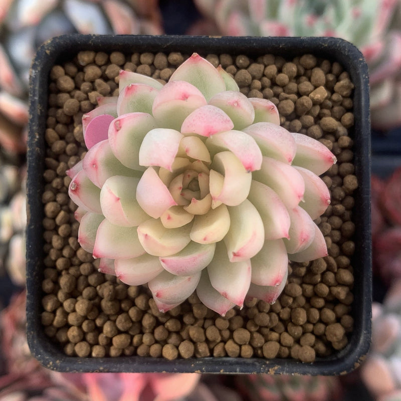 Echeveria 'Mebina' Variegated 1" Succulent Plant