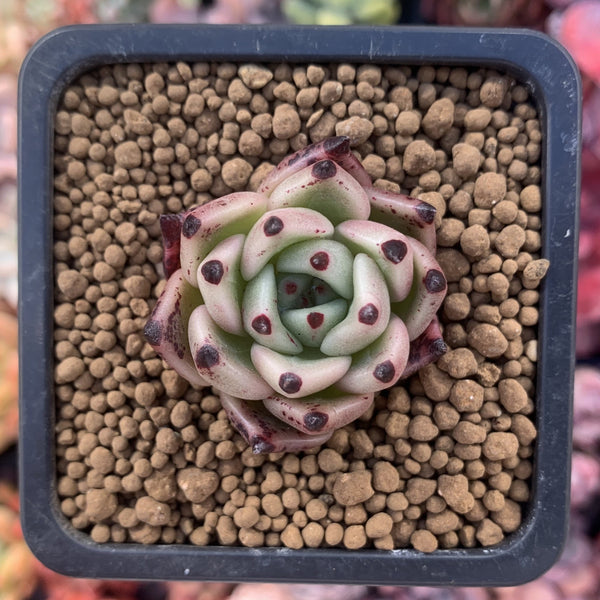 Echeveria Agavoides 'Black Cat' 1" Small Succulent Plant