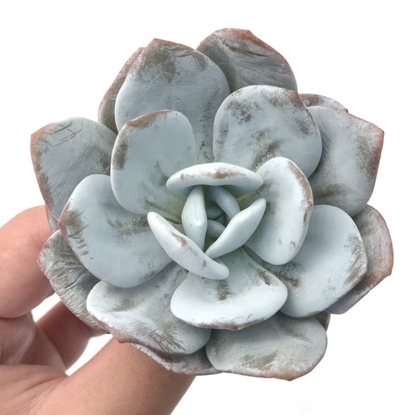 Echeveria 'Laui' 3"-4" Rare Succulent Plant