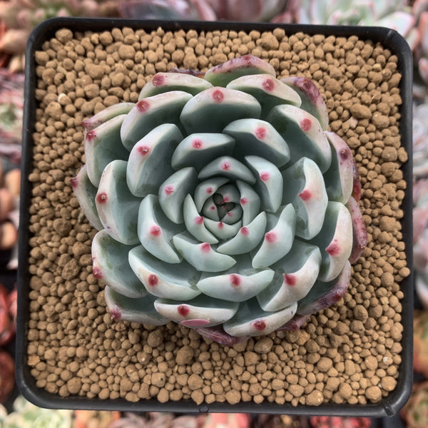 Echeveria 'Chihuahuaensis' 3"-4" Succulent Plant