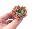 Echeveria 'Moralbi' New Hybrid 1"-2" Succulent Plant