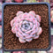 Echeveria 'Amazing Grace' 1" Succulent Plant