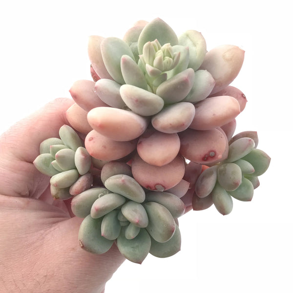 Echeveria Japanese Rusby Cluster 4” Rare Succulent Plant