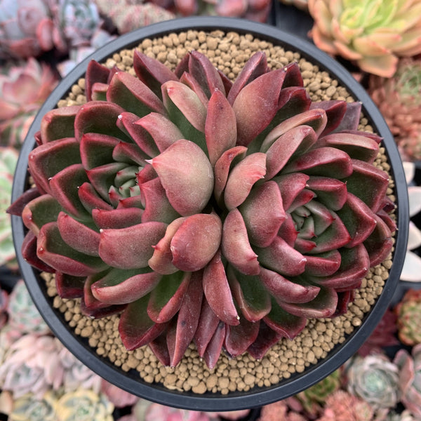 Echeveria Agavoides 'Arabesque' 4"-5" Succulent Plant