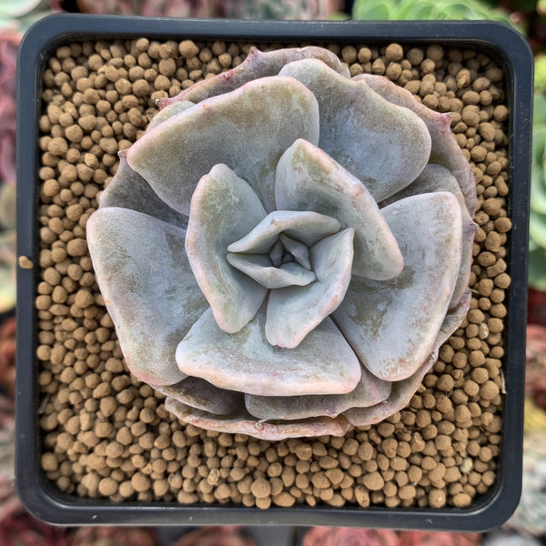 Echeveria 'Lilacina' Mutated 2" Powdery Succulent Plant