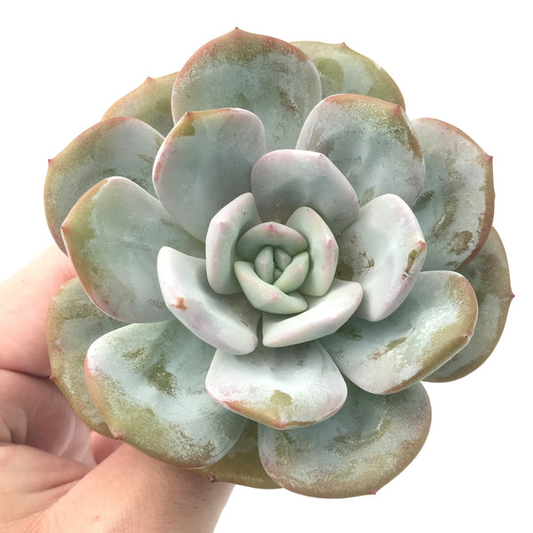 Echeveria 'Cream Tea' 3"-4" Succulent Plant