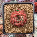 Echeveria Agavoides 'Pokeball' 1"-2" New Hybrid Succulent Plant