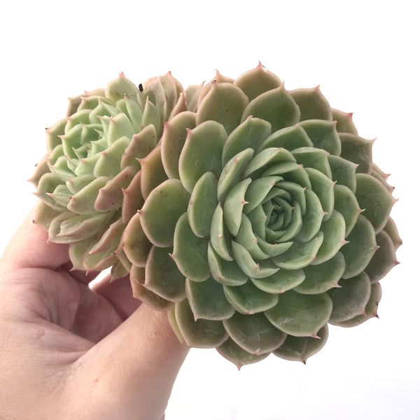 Echeveria 'Onslow' 4" Large Succulent Plant