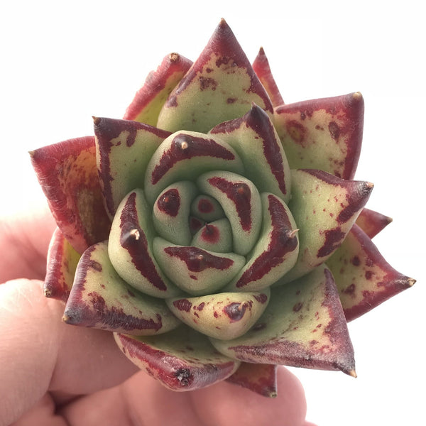 Echeveria Agavoides ‘Black Edge’ 2” Rare Succulent Plant