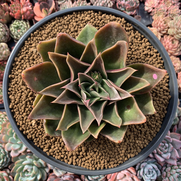 Echeveria Agavoides 'Rubella' 6"-7" Hard To Find Very Large Succulent Plant