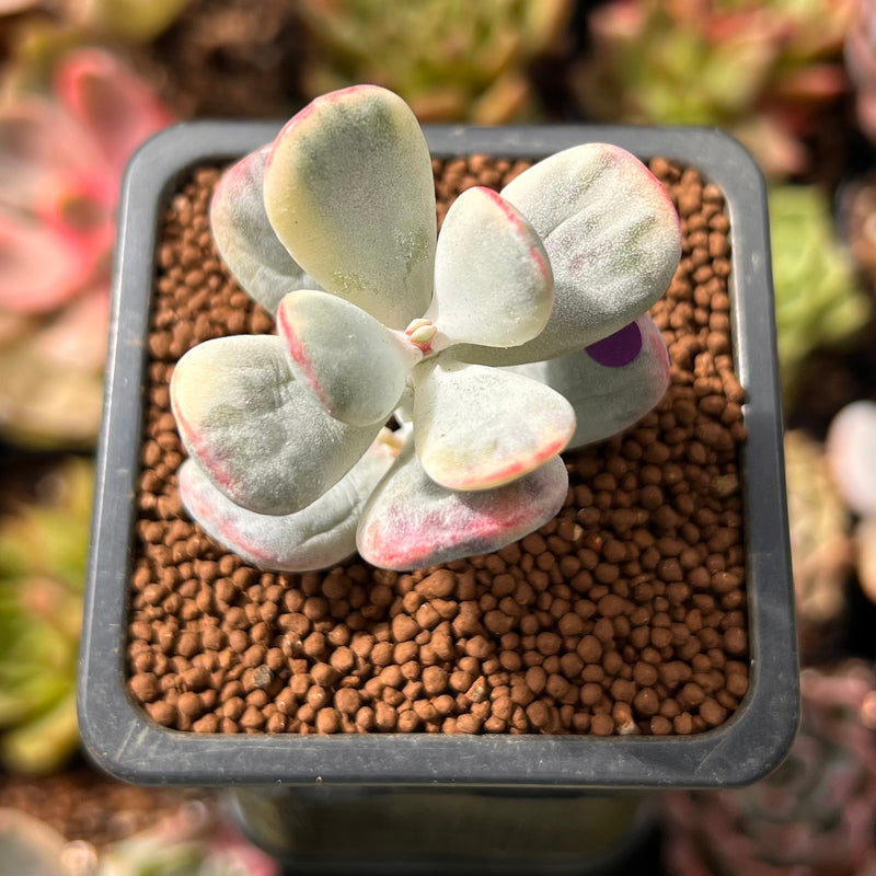 Cotyledon 'Orbiculata' Variegated 1" Small Cutting Succulent Plant *Cutting*