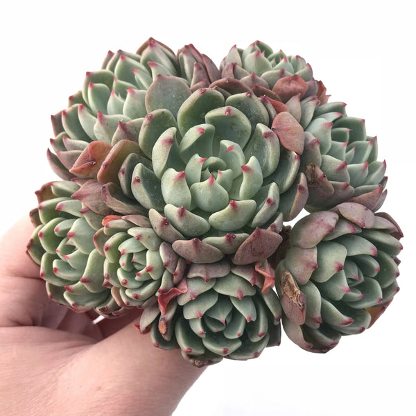 Echeveria Nanahukumini Cluster 4” Rare Succulent Plant