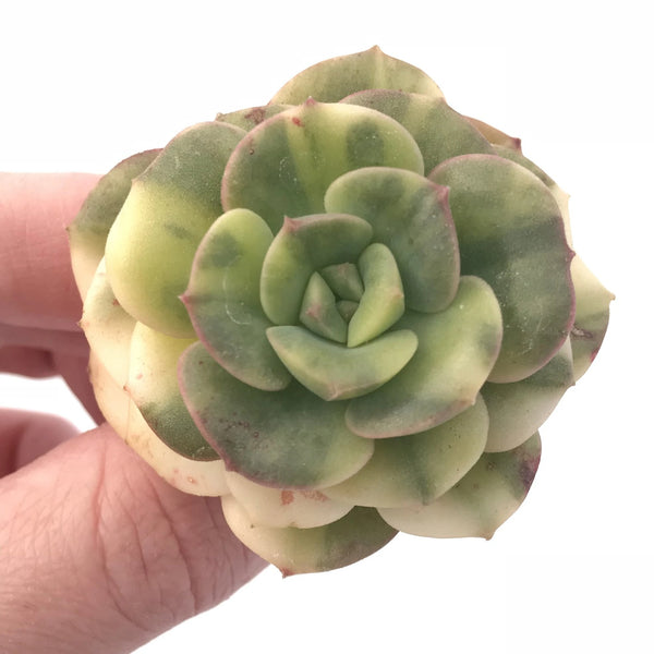 Echeveria Nicksana Variegated 2” Rare Succulent Plant