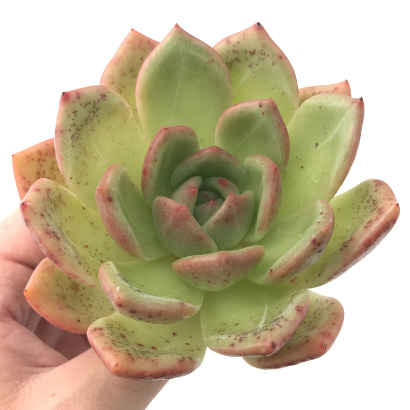 Echeveria Agavoides 'Orange Champaign' 4"-5" Succulent Plant