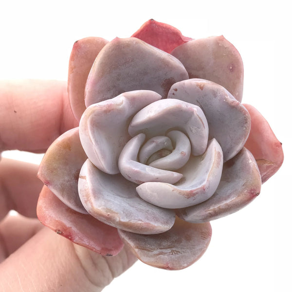 Echeveria Bambino 2” Rare Succulent Plant