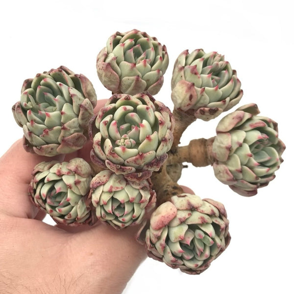 Echeveria 'Nanahukumini' Cluster 4" Very Old Specimen Succulent Plant