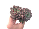 Echeveria 'Sarahime' 5" Large Succulent Plant