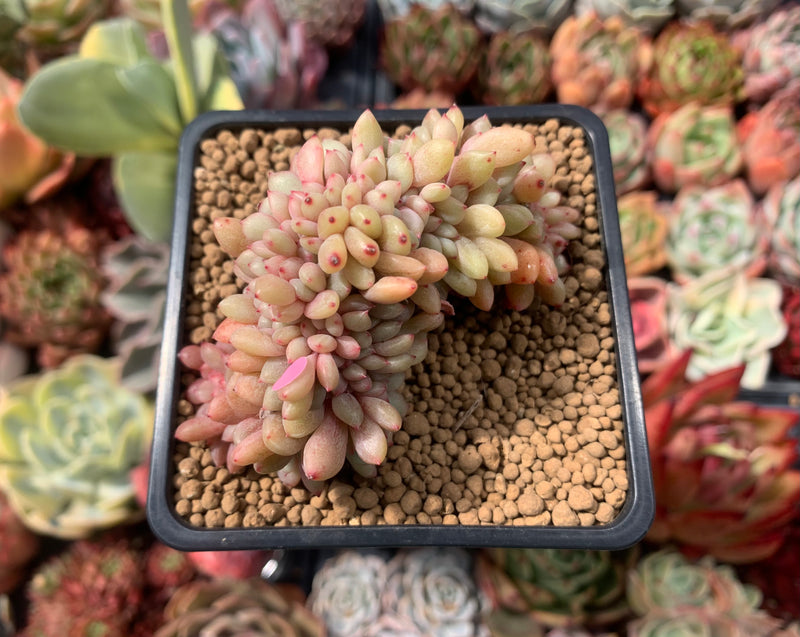 Echeveria 'Ariel' Crested 2" Succulent Plant