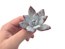 Echeveria 'Ivory' Selected Clone 1"-2" Powdery Succulent Plant