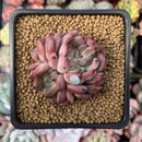 Echeveria Agavoides 'Vivace' 2" Succulent Plant