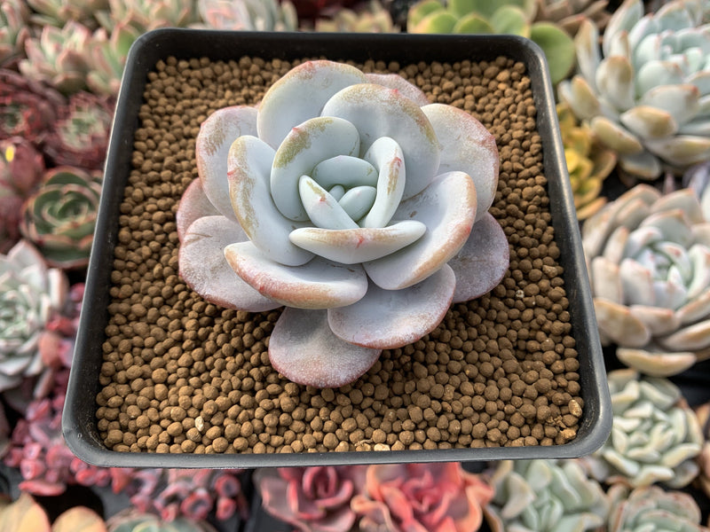 Echeveria 'Laui' 3" Powdery Succulent Plant