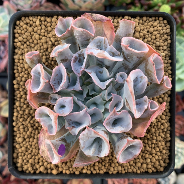 Echeveria 'Trumpet Pinky' 4" Succulent Plant