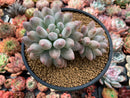 Pachyphytum 'Deokman' 4"-5" Powdery Succulent Plant