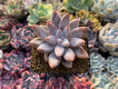 Echeveria 'Tolimanensis' 2"-3" Succulent Plant