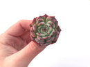 Echeveria sp. 3" Succulent Plant