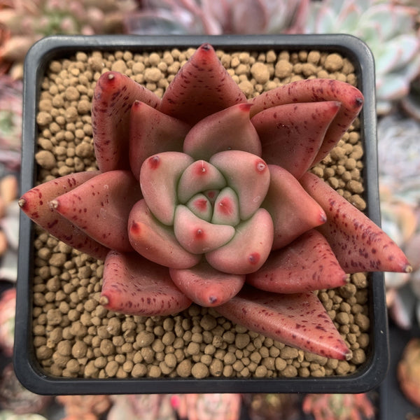 Echeveria Agavoides 'Planetary Stars' 3" Succulent Plant